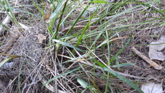 Convolvulus graminetinus