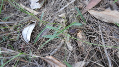 Convolvulus graminetinus