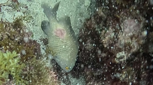Plectroglyphidodon fasciolatus