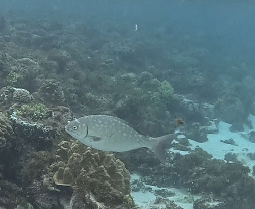 Kyphosus bigibbus