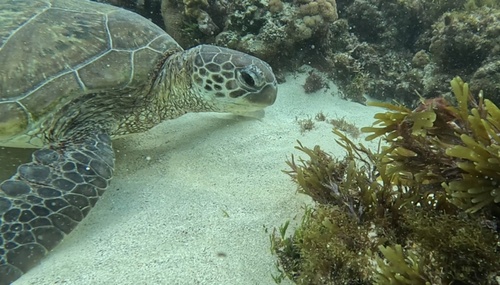 Chelonia mydas