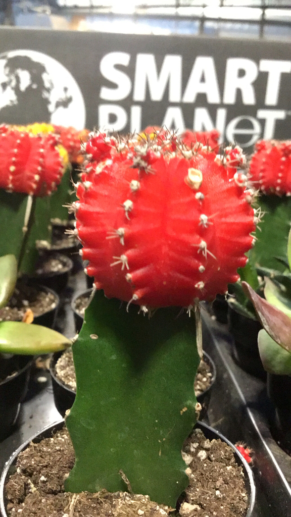 Brightly coloured moon cactus tops in pots