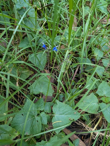 Salvia scutellarioides