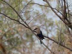 Coracias cyanogaster