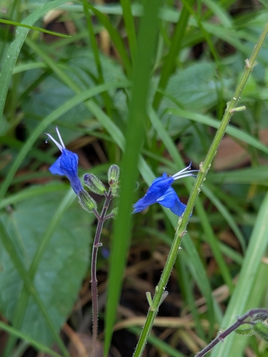 Salvia scutellarioides, photograph 2