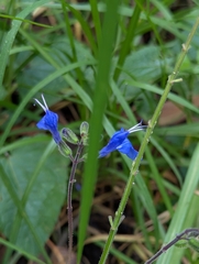 (c) Sebastián Ordóñez, some rights reserved (CC BY) Salvia scutellarioides, photograph (c) Sebastián Ordóñez, some rights reserved (CC BY)