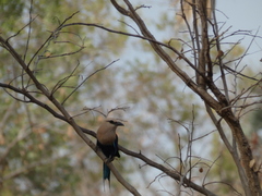 Coracias cyanogaster
