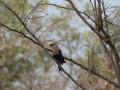 Coracias cyanogaster