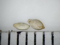 Setaria viridis major