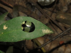 Orexita