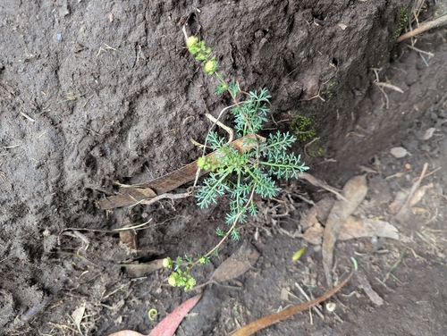 Lepidium bipinnatifidum, photograph 5