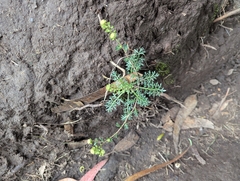 (c) Sebastián Ordóñez, some rights reserved (CC BY) Lepidium bipinnatifidum, photograph (c) Sebastián Ordóñez, some rights reserved (CC BY)