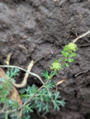 Lepidium bipinnatifidum, photograph (c) Sebastián Ordóñez, some rights reserved (CC BY)