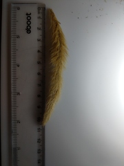 Setaria viridis major