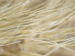 Setaria viridis major