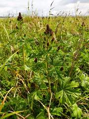 Sidalcea hendersonii