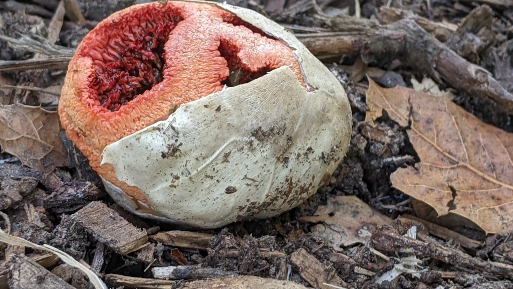 Clathrus ruber · April 2026 · photo: © georgewilliams1 (iNaturalist, cc0)