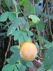 Passiflora tenuifila