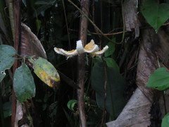 Passiflora tenuifila