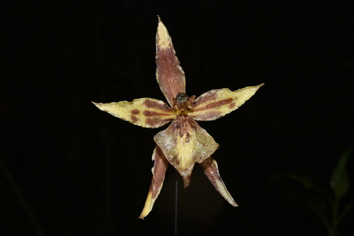 Oncidium multistellare, photograph 6