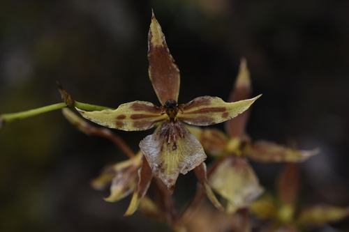 Oncidium multistellare, photograph 5