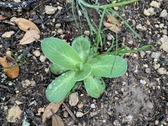 Euphorbia marginata