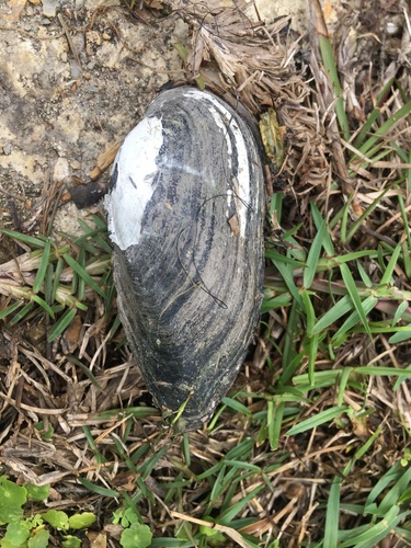 pondmussel