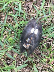 Sagittunio subrostratus