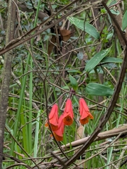 Bomarea multiflora, photograph (c) Sebastián Ordóñez, some rights reserved (CC BY)