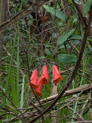 Bomarea multiflora, photograph (c) Sebastián Ordóñez, some rights reserved (CC BY)