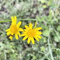 Senecio ampullaceus