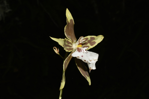 Oncidium multistellare, photograph 1