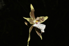 Oncidium multistellare, photograph (c) Jhon A. Yuca-Palomino, some rights reserved (CC BY)