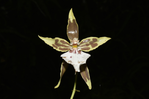 Oncidium multistellare, photograph 2