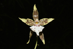 Oncidium multistellare, photograph (c) Jhon A. Yuca-Palomino, some rights reserved (CC BY)