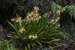 Oncidium multistellare