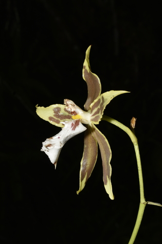 Oncidium multistellare, photograph 3