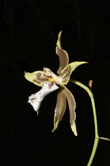 Oncidium multistellare, photograph (c) Jhon A. Yuca-Palomino, some rights reserved (CC BY)