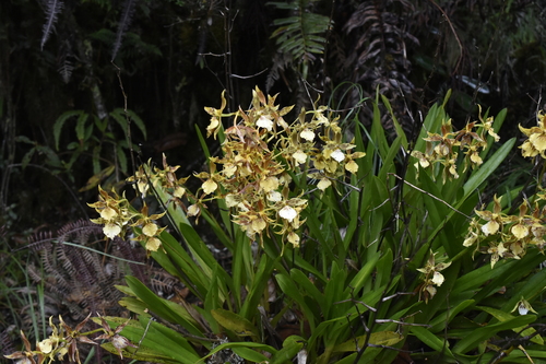 Oncidium multistellare, photograph 4