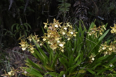 Oncidium multistellare, photograph (c) Jhon A. Yuca-Palomino, some rights reserved (CC BY)