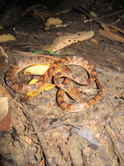 Leptodeira ornata
