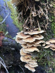 Cerrena zonata