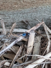 Maratus nigromaculatus