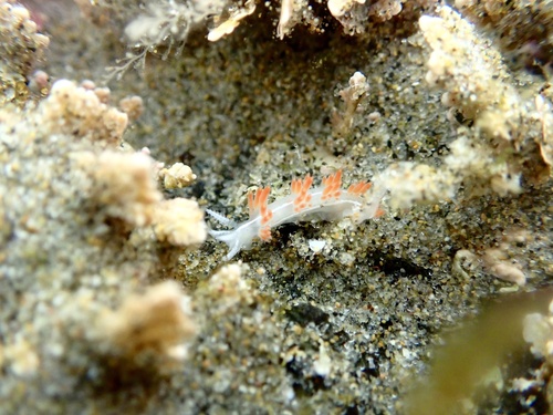 Orienthella trilineata