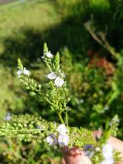 Veronica catenata