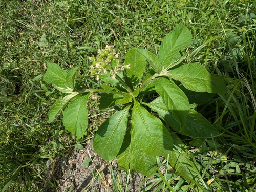 Solanum umbellatum