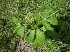 Solanum umbellatum