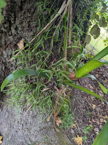 Scaphyglottis prolifera, photograph 4