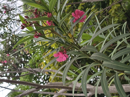 oleander