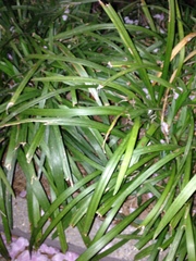 Ophiopogon